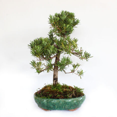 Bonsai Podocarpus Macrophyllus Maki - H 50-60 cm Vaso in Ceramica Ø 33 cm