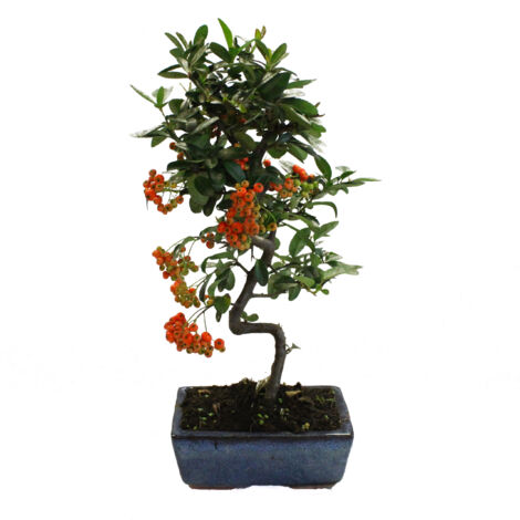 Bonsai Pyracantha - Bonsai Agazzino - H 35-40 cm Vaso Ø 15 cm