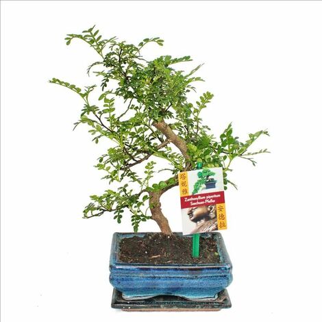 EXOTENHERZ Bonsai Szechuan-Pfeffer - Zanthoxylum piperitum - ca. 6 Jahre