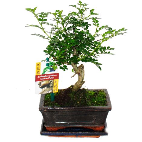 EXOTENHERZ Bonsai Szechuan-Pfeffer - Zanthoxylum piperitum - ca. 6 Jahre - Kugelform