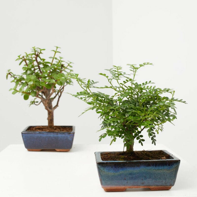 

Bonsai Variedades Especiales 5 Años