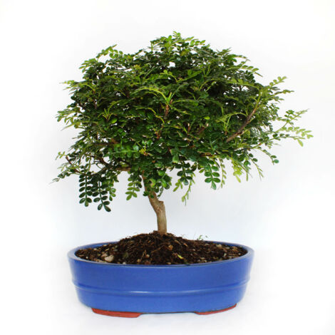 Bonsai Zanthoxylum Piperitum - Pepe Sichuan - H 30-40 cm Vaso Ø 26 cm