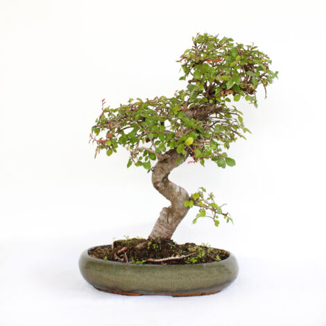 Bonsai Zelkova - Bonsai Olmo Giapponese - H 35-45 cm Vaso in Ceramica Ø 28 cm