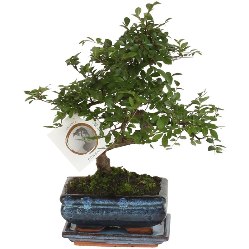 Bonsaï - Zelkova serrata - Hauteur 20-25cm - ⌀15cm