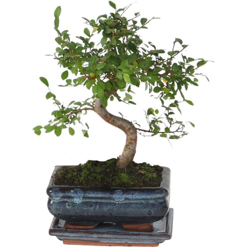 Bonsaï - Zelkova serrata - Hauteur 20-30cm - ⌀20cm