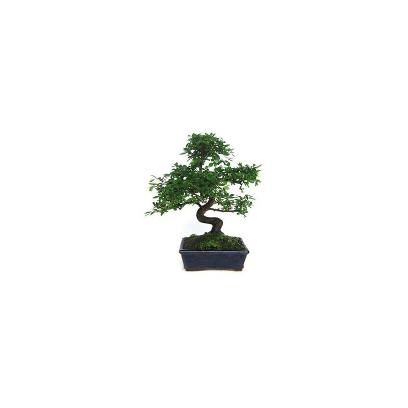 

Planeta Huerto Bonsái - Bonsái Zelkova parvifolia 8 años OLMO CHINO