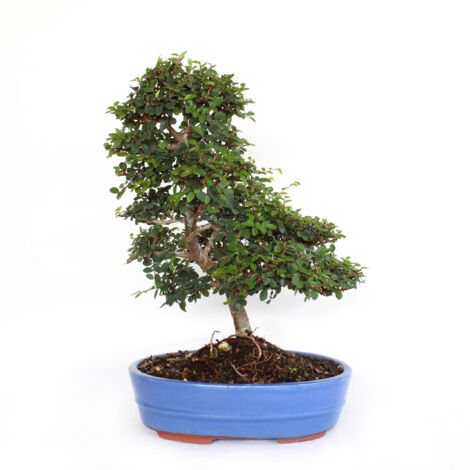 Bonsai Zelkova sp. - Bonsai Olmo Giapponese - H 40-50 cm Vaso in Ceramica Ø 26 cm