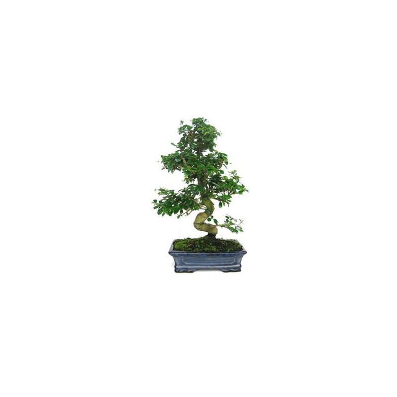 

Planeta Huerto Bonsái - Bonsái Carmona microphylla 16 años
