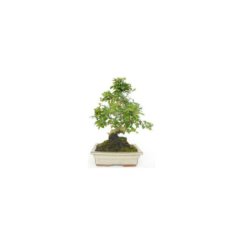 

Planeta Huerto Bonsái - Bonsái Carmona microphylla 8 años
