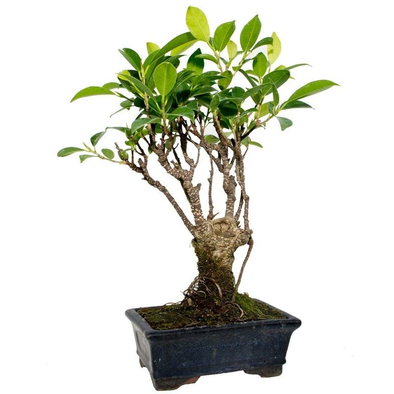 

Planeta Huerto Bonsái - Bonsái Ficus retusa 5 años
