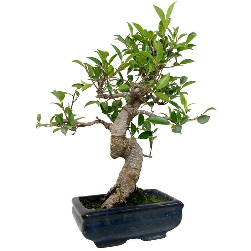 

Planeta Huerto Bonsái - Bonsái Ficus retusa 6 años