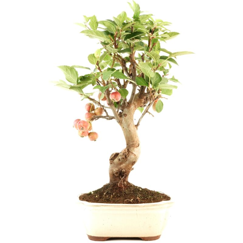 

Planeta Huerto Bonsái - Bonsái Malus sp.12 años MANZANO