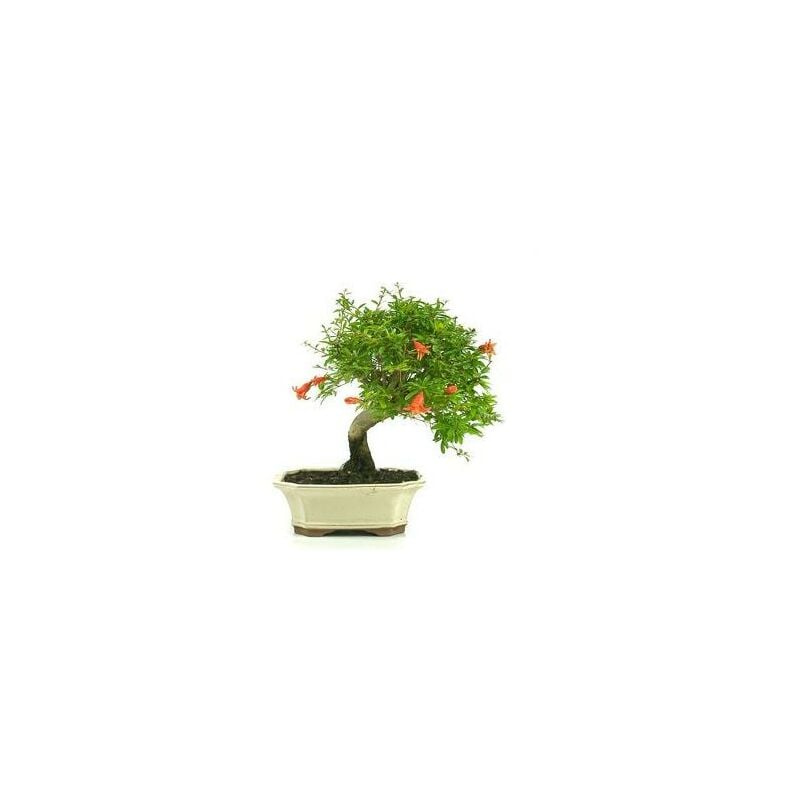 

Bonsái Punica granatum 7 años GRANADO