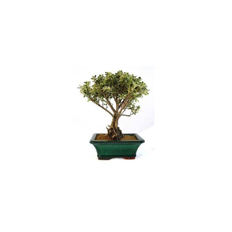

Planeta Huerto Bonsái - Bonsái Serissa phoetida variegata 5 años MIL ESTRELLAS