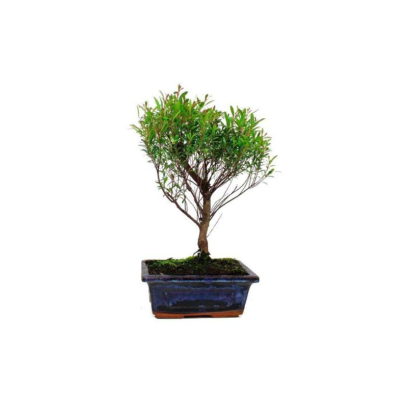 

Planeta Huerto Bonsái - Bonsái Syzigium Buxifolium 5 años
