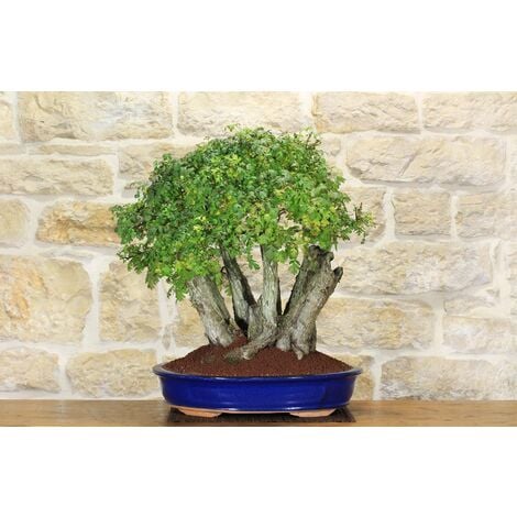 1 PIANTA DI BONSAI FICUS MICROCARPA VASO 11CM DA INTERNO : :  Giardino e giardinaggio