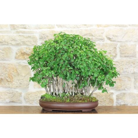 Portal Cool 10 Fiore di ciliegio giapponese Sakura Bonsai vero