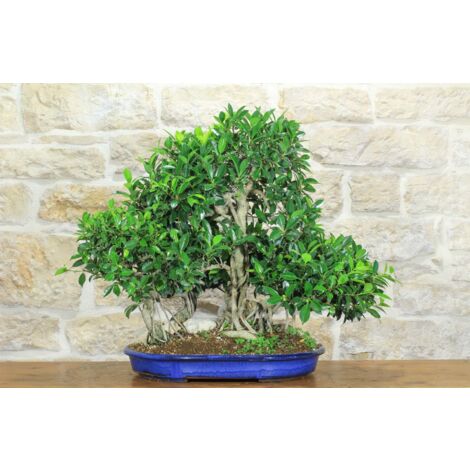Boschetto di Ficus Retusa (174)