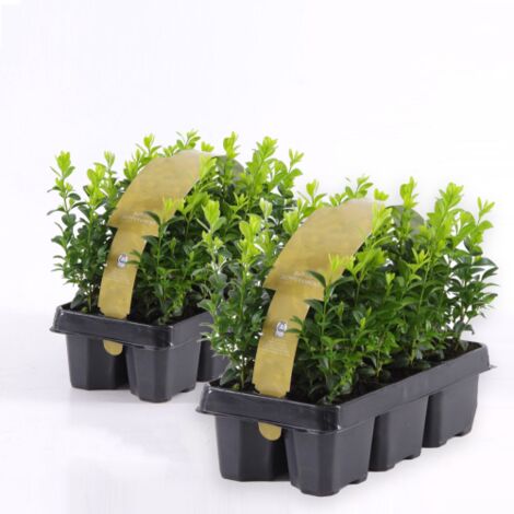 Bosso "Buxus microphylla Faulkner" 12 piante da siepe sempreverde in vaso bio ø9 cm