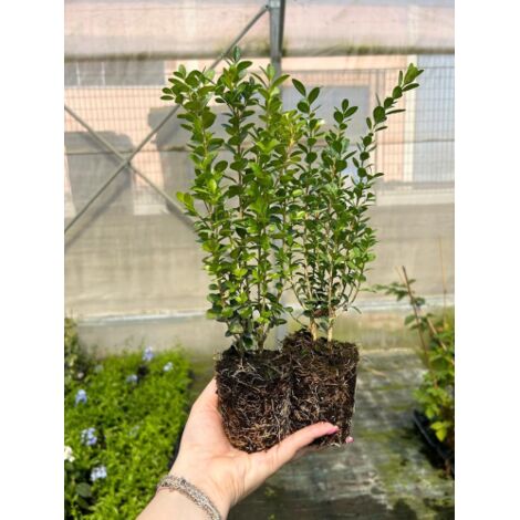 Bosso "Buxus microphylla Faulkner" pianta da siepe sempreverde in vaso bio ø9 cm FOTO REALE