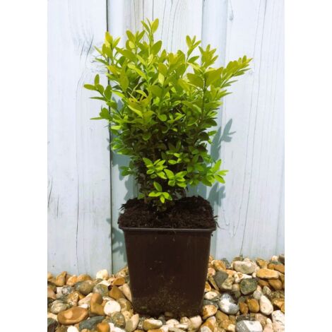 Bosso "Buxus Microphylla Faulkner" Pianta in Vaso 2 Litri h 40/50cm