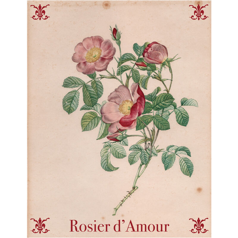 

Beneffito - BOTANICAL - Póster Artístico Firmado - Rosal - 60x80cm