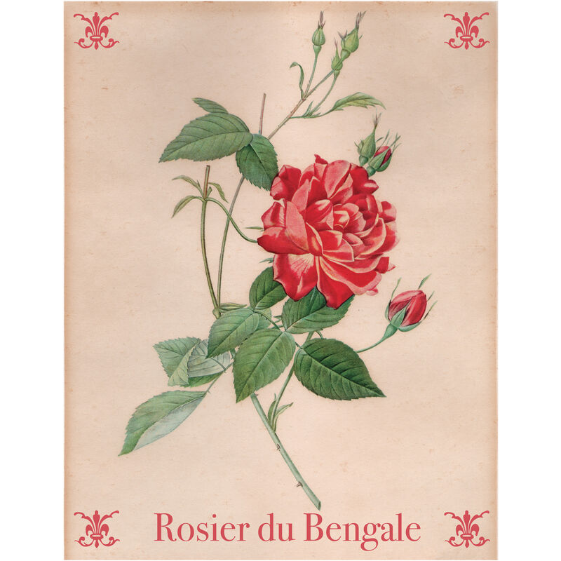 

Beneffito - BOTANICAL - Póster Artístico Firmado - Rosa - 30x40cm