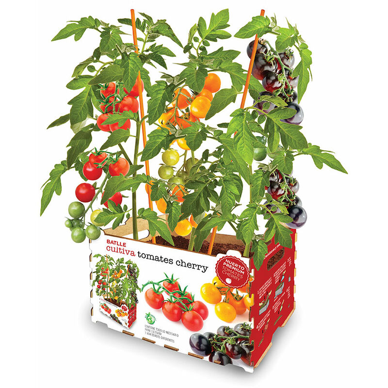 Semillas Batlle - E3/06414 caisse de tomates couleur batlle