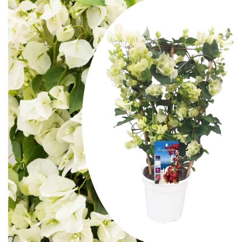 Plant In A Box - Bougainvillée sur châssis - Fleurs blanches - Pot 17cm - Hauteur 50-60cm - Blanc