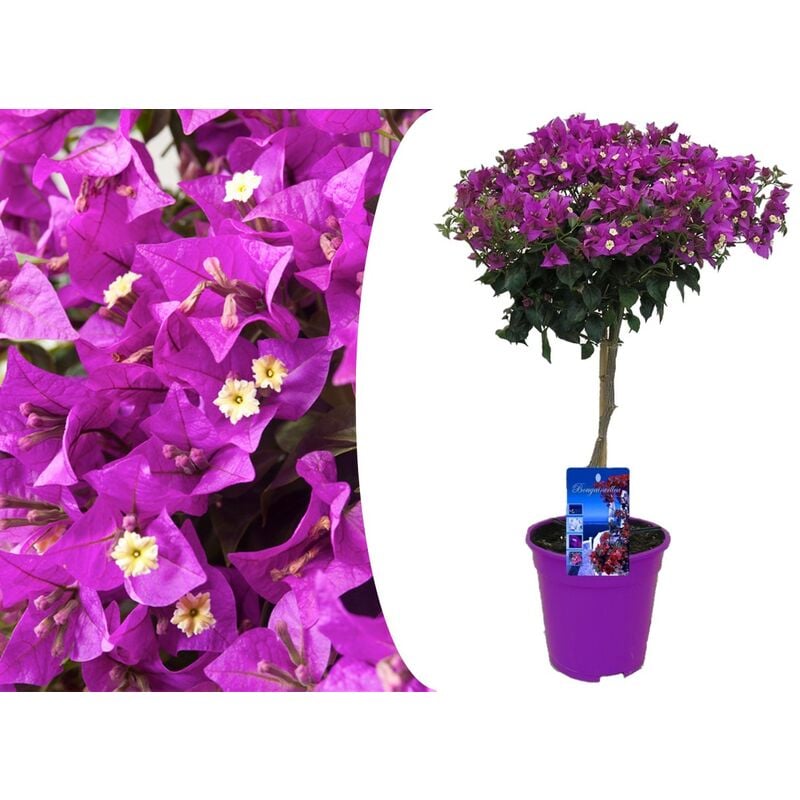 Plant In A Box - Bougainvillée sur tige - Fleurs violettes - Pot 17cm - Hauteur 50-60cm - Violet