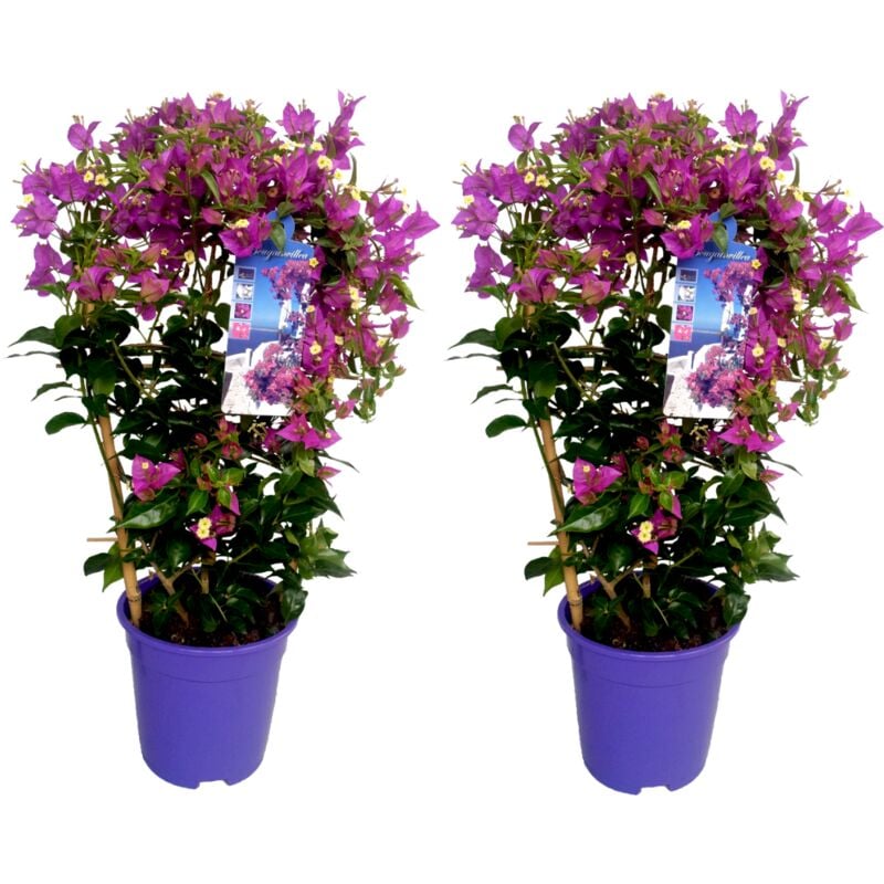 Plant In A Box - Bougainvillea 'Alexandra' - Set de 2 - Violet - Pot 17cm - Hauteur 50-60cm - Violet