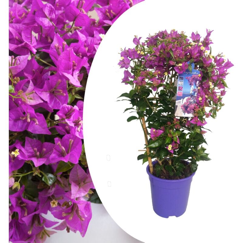 Bougainvillea 'Alexandra' - Violet - Plante jardin - Pot 17cm - Hauteur 50-60cm - Violet