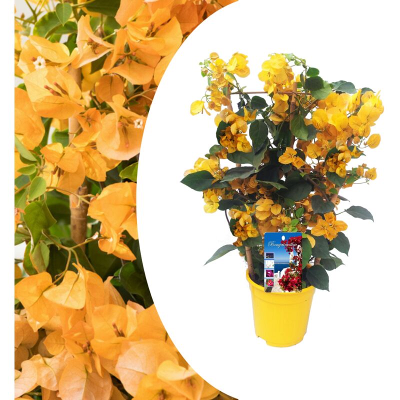 Plant In A Box - Bougainvillea 'Dania' - Sur support - Fleurs Jaune - Pot 17cm - Hauteur 50-60cm - Jaune