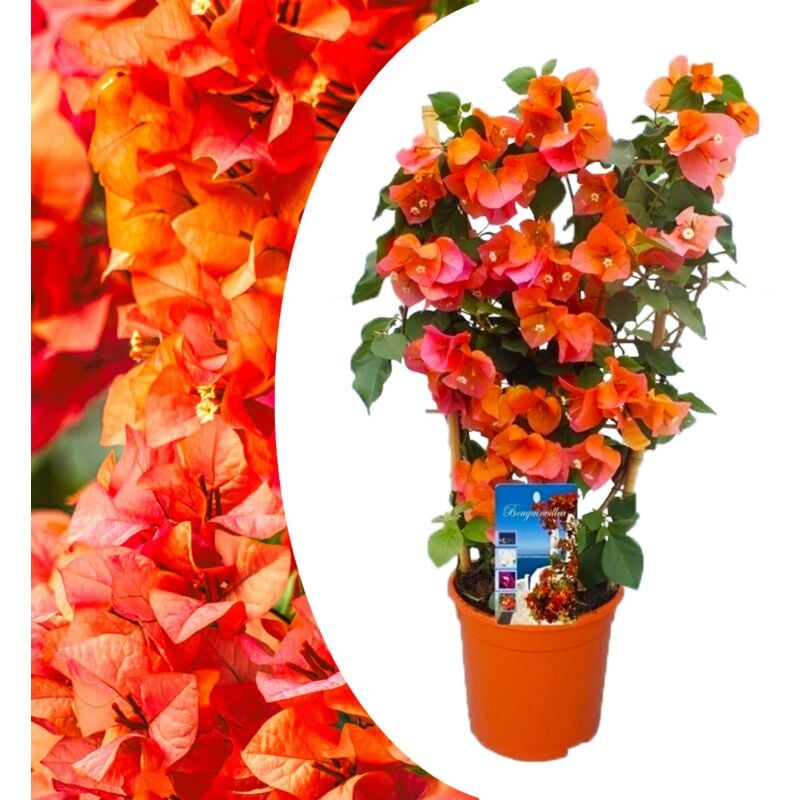 Plant In A Box - Bougainvillier 'Dania' sur Portoir - Fleurs orange - Pot 17cm - Hauteur 50-60cm - Orange