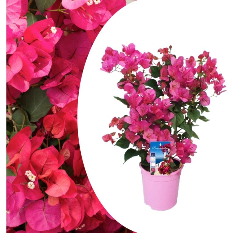 Plant In A Box - Bougainvillier sur support - Fleurs roses - Pot 17cm - Hauteur 50-60cm - Rose