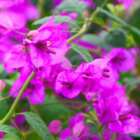 Bougainvillier Violet de Mèze/Godet