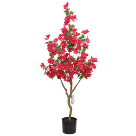 Bouganvillea 120 cm