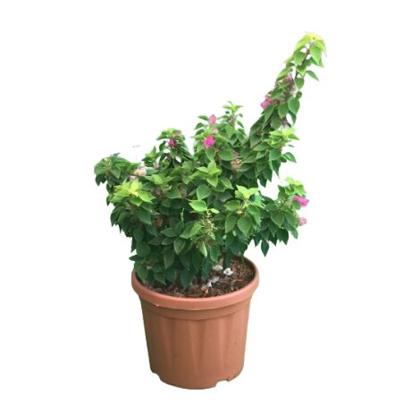 Bouganvillea mini thai V25