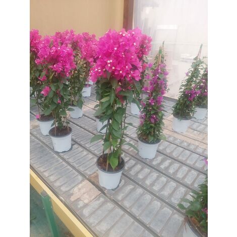 MEDITERRANEO GARDEN Bouganvillea v21
