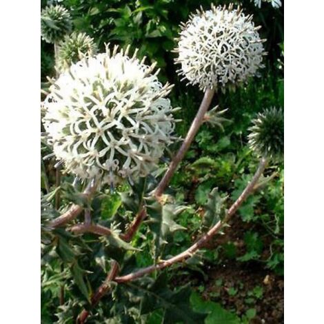 Boule azurée 'Artic Glow' Godet de 8/9 cm