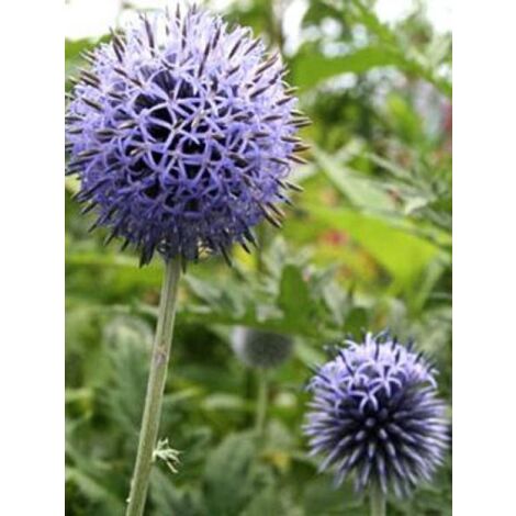LE JARDIN DU PIC VERT Boule azurée 'Blue Globe' Godet de 8/9 cm