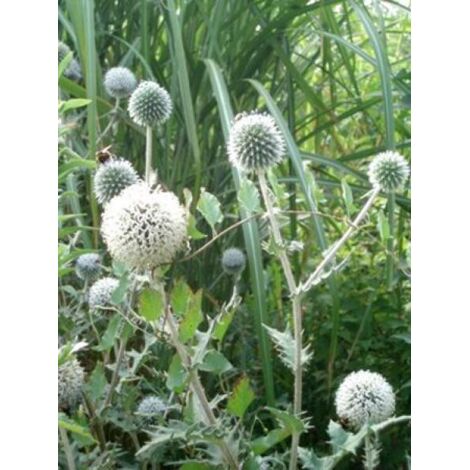 Boule azurée 'Star Frost' Godet de 8/9 cm