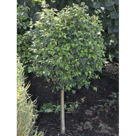 Bouleau commun 'Magical Globe' Pot de 7,5L/10L, Tige