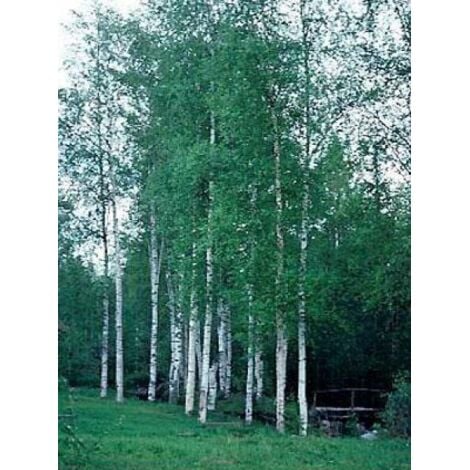 LE JARDIN DU PIC VERT Bouleau de marais Racines nues