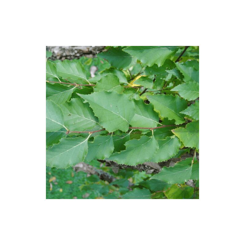 Pepinières Naudet - Bouleau Pubescent (Betula Pubescens) - Godet - Taille 20/40cm