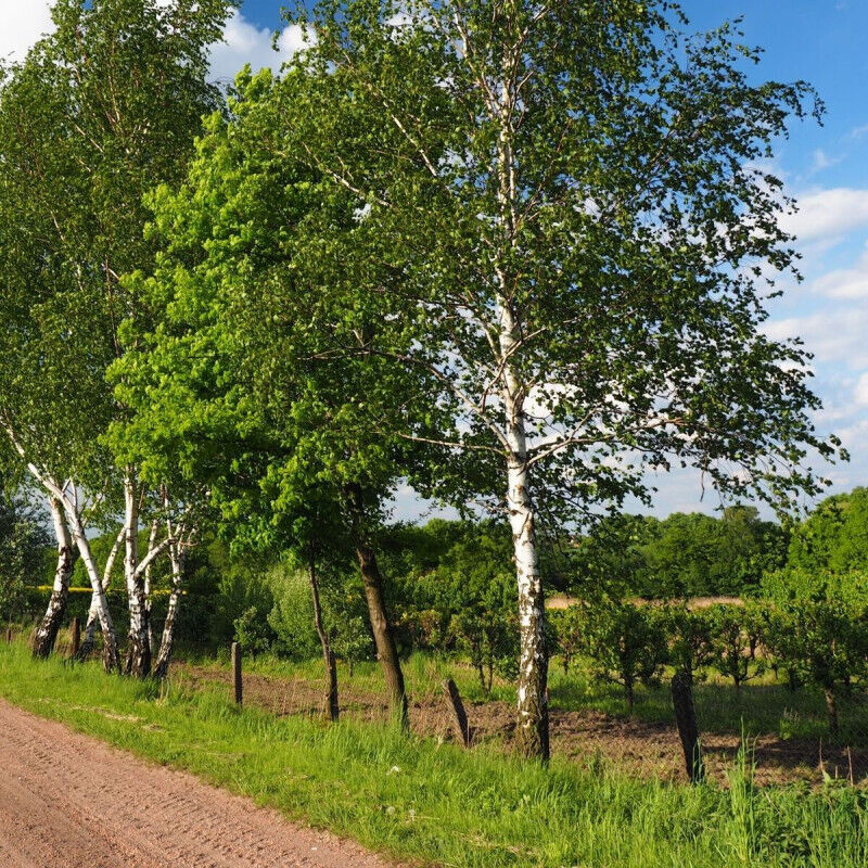 Bouleau utilis/Pot de 25L