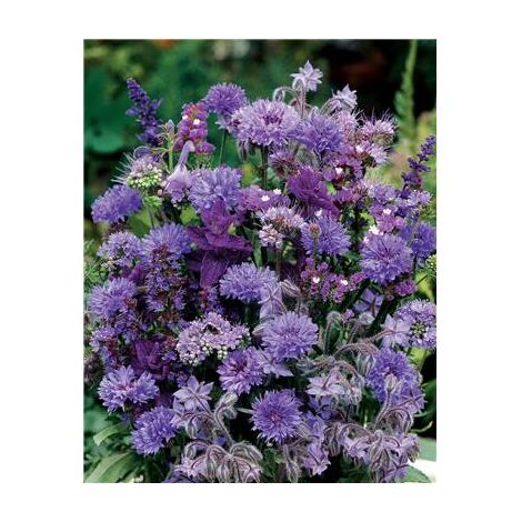 BOUQUET BLEU - 4 G - Facile à cultiver