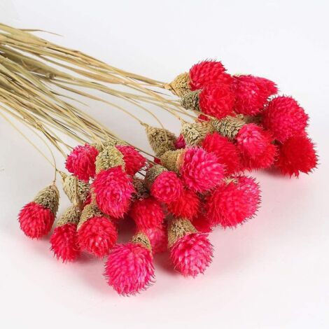 Bouquet de fleurs séchées naturelles en forme de bouton de Billy rouge, idéal pour les mariages et la décoration intérieure.