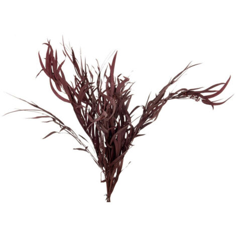 Bouquet d'Eucalyptus "Sauvage Séché" 75cm Bordeaux