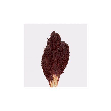 Bouquet d'herbes du Cantal - Chocolat- Vendu par 6